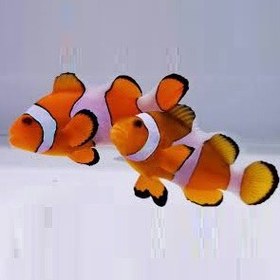 تصویر دلقک ماهی اسلاریس جفت Ocellaris Clownfish Pair