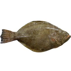 تصویر ماهی کفشک تازه ۱ کیلوگرم 