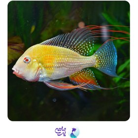 تصویر ماهی ژئوفاگوس هکلی آلبینو ۱۰ تا ۱۲ سانت Geophagus heckelii albino