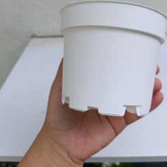 تصویر گلدون پلاستیکی پاچیرا سایز12 