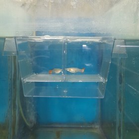 تصویر زایشگاه ماهی زنده زا (گوپی،مولی،پلاتی،دم شمشیری) 