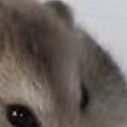 تصویر همستر کوتوله روسی گلدن ساپفایر(Russian Dwarf Hamster – Golden Sapphire) 