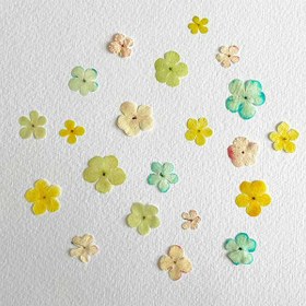 تصویر گل خشک بداغ رنگی بسته 20 عددی 