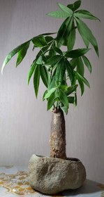 تصویر بنسای(بونسای) پاچیرا غول پیکر در گلدان وارداتی ا Pachita bonsai Pachita bonsai