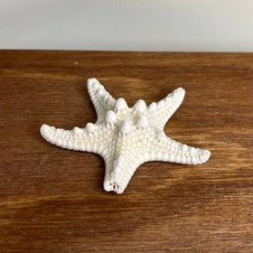 تصویر ستاره دریایی پارتریکی 