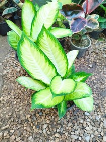 تصویر دیفن کاملیا DIEFFENBACHIA CAMILLE