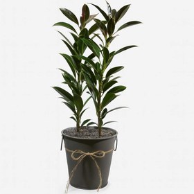 تصویر فیکوس جنگلی کد P127 