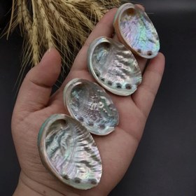 تصویر صدف اوبالون کد ۸۸۱۴ 