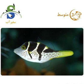 تصویر ماهی پافر ولنتینی 