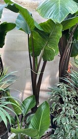 تصویر گیاه بابا آدم فلوبار 