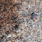 تصویر دان مخلوط سهره و قناری 