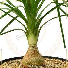 تصویر گیاه لیندا 