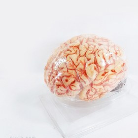 تصویر مولاژ آناتومی مغز انسان 8 قسمتی 