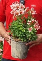 تصویر گل آلسترومریا 