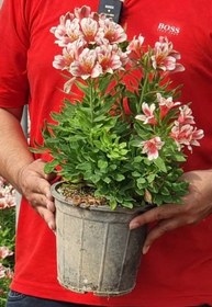 تصویر گل آلسترومریا 