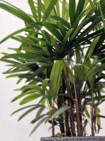تصویر گیاه لیدی پالم Broadleaf lady palm 