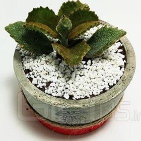 تصویر گل طبیعی ساکولنت کالانکوئه کرک دار 