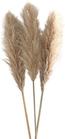 تصویر گل خشک پامپاس 