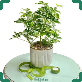 تصویر شفلرا ابلق کد S44 