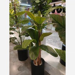 تصویر درختچه مصنوعی موز سه تنه قد 160 