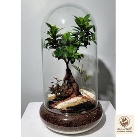 تصویر تراریوم بونسای فیکوس رتوزا مدل 01 | کد: ZNB-4EU 