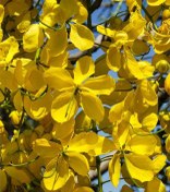 تصویر بذر فلوس، خرنوب هندی Senna fistula 