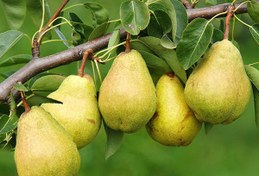 تصویر نهال گلابی نطنز 