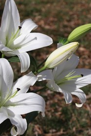 تصویر گل لیلیوم سفید 