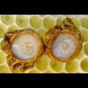 تصویر ژل رویال ایرانی 