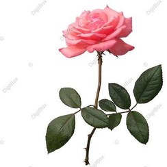 تصویر شاخه گل رز صورتی PNG 