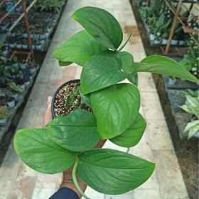 تصویر پتوس شیخی 