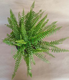 تصویر گیاه سرخس 