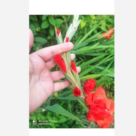 تصویر پیاز گلایل قرمز 