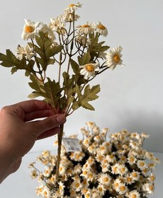 تصویر گل بابونه 