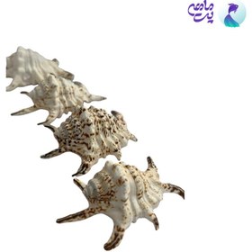 تصویر صدف تزئینی آکواریوم سایز کوچک 