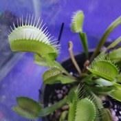 تصویر گیاه گوشتخوار ونوس 