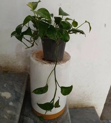 تصویر گل آپارتمانی پتوس 