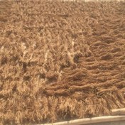 تصویر آشواگاندا عمده 