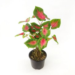 تصویر گیاه کالادیوم 