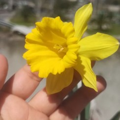 تصویر پیاز گل نرگس ژونکی یک عددی 