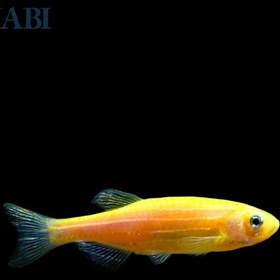تصویر ماهی زبرا دانیو زرد 2 تا 3 سانتی 