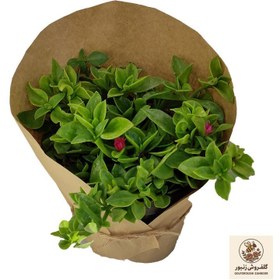 تصویر گیاه طبیعی ناز کد yt26 | کد: ZNB-810 