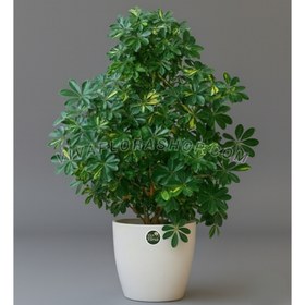 تصویر گلدان شفلرا 