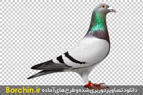 تصویر عکس باکیفیت کبوتر زیبا با فرمت PNG 