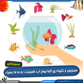 تصویر خدمات سرویس و نگهداری آکواریوم های آب شیرین freshwater aquarium service by NasimeYas