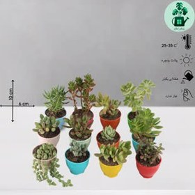 تصویر ساکولنت پک 12 تایی 