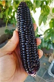 تصویر Black aztec corn بذر ذرت مشکی ازتک 