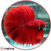 تصویر ماهی فایتر هافمون قرمز گرید A وارداتی - 4 تا 5 سانتی متر 