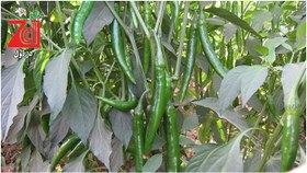 تصویر فلفل تند ردمن F1 