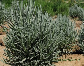 تصویر گیاه دارویی اسطوخودوس Lavandula officinalis 